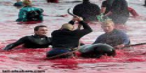 Le massacre de centaines de dauphins se perpétue dans les îles Féroé (Danemark) [vidéo]