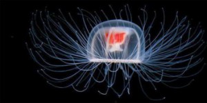 Une méduse détiendrait les secrets de l'immortalité [vidéo]