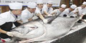 Vente record d'un seul thon rouge du Pacifique : 1,31 million d'euros pour des sushis !