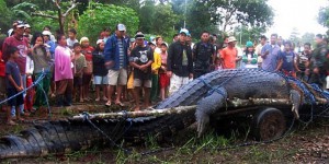 Capture record d'un crocodile marin impressionnant aux Philippines [vidéo]