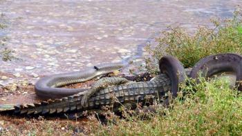 Combat épique entre un python et un crocodile en Australie