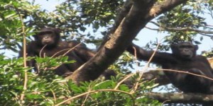 Découverte inespérée d'une population de chimpanzés dans une forêt méconnue au Congo [vidéo]