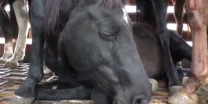 La viande de cheval importée en France est transportée et abattue dans des conditions effroyables [vidéo]