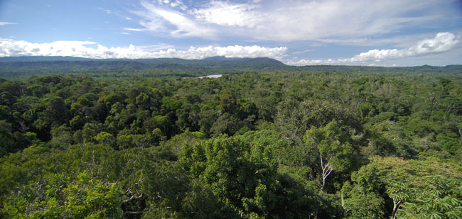 Forêt amazonienne : 390 milliards d'arbres et 16 000 espèces !