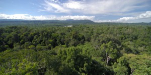 Forêt amazonienne : 390 milliards d'arbres et 16 000 espèces !
