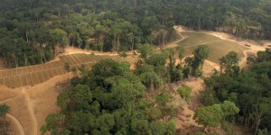La forêt tropicale du Congo menacée par les plantations d'huile de palme