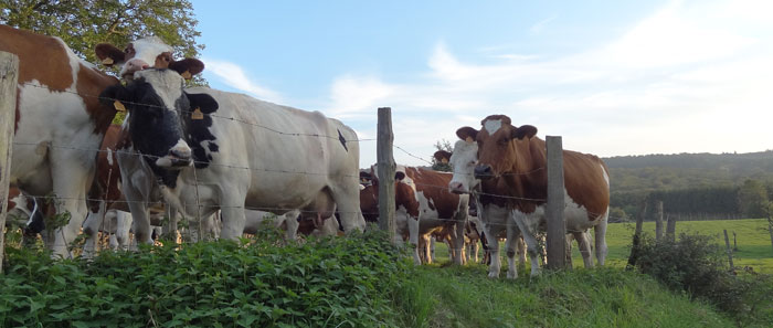 L'élevage : 14,5 % des émissions mondiales de gaz à effet de serre 