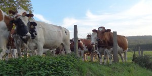 L'élevage : 14,5 % des émissions mondiales de gaz à effet de serre 