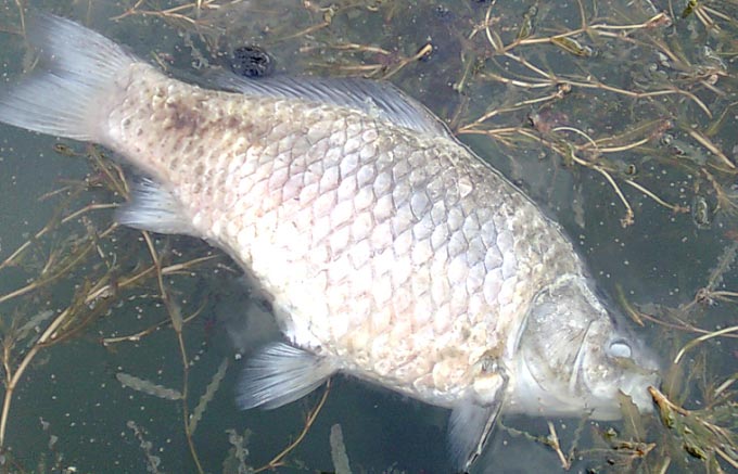 Les poissons d'eau douce ont plus à craindre de la pollution que du changement climatique