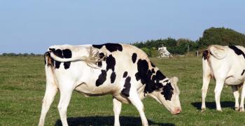 Augmentation des émissions de gaz à effet de serre dans l'agriculture : l'élevage en première place