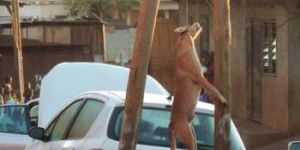 Pourquoi des chiens sont massacrés et pendus dans les rues de Mayotte ?