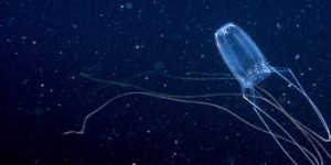 Comment prévoir les invasions de méduses mortelles ?