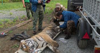 Réintroduction historique de trois tigres de Sibérie en Russie [vidéo]