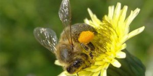 Syndrome d'effondrement des colonies d'abeilles : la France détient le record européen de mortalité en été