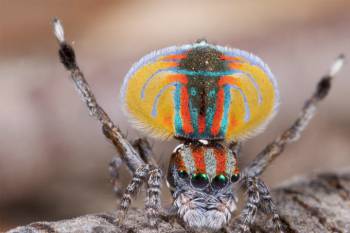 L'étonnante danse colorée de l'araignée paon
