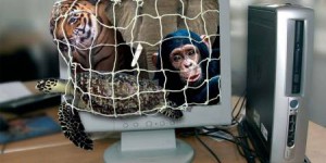 Le commerce des animaux sauvages sur Internet : un business lucratif et pourtant interdit