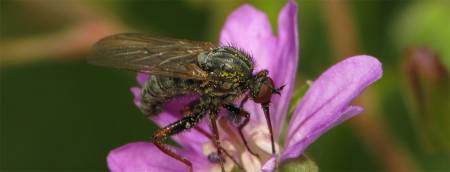 Les mouches pollinisent davantage les plantes d'altitude que les abeilles