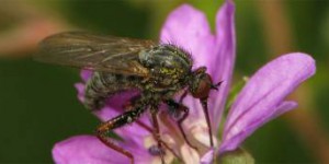 Les mouches pollinisent davantage les plantes d'altitude que les abeilles