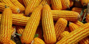 OGM : légère diminution des surfaces cultivées en Europe