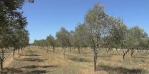 Transformer les déchets d'huile d'olive en énergie pour profiter aux économies rurales