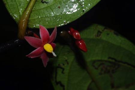 Découverte d'une nouvelle plante à fleurs dans la forêt tropicale du Gabon