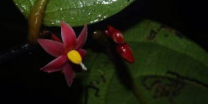 Découverte d'une nouvelle plante à fleurs dans la forêt tropicale du Gabon