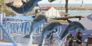 Derrière le 'spectacle familial', la violence du dressage des dauphins au Marineland de Majorque