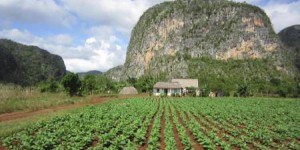 Cuba vit une nouvelle révolution agricole : de l'agriculture intensive à l'agroforesterie