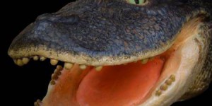 Il y a 13 millions d'années, des crocodiles mangeurs de coquillages parcouraient l'Amazonie
