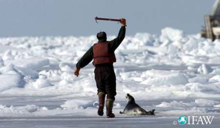 Le gouvernement canadien autorise de nouveau la chasse de 400 000 phoques au Groenland