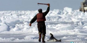 Le gouvernement canadien autorise de nouveau la chasse de 400 000 phoques au Groenland