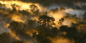 La surmortalité de la forêt amazonienne diminue fortement  son rôle de puits de carbone