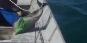 Un bébé dauphin sauvé d'une mort certaine à cause d'un sac plastique