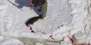 Le Canada pourrait vendre les pénis de phoques pour relancer la chasse