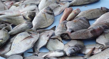 La pression de la pêche rendrait les poisson plus méfiants
