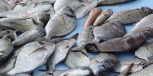 La pression de la pêche rendrait les poisson plus méfiants
