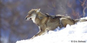 La France décide de tuer 36 loups, en infraction avec la loi et contre l'avis des Français