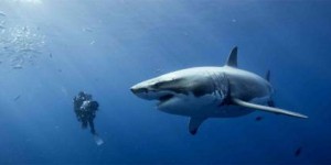 Ces impressionnantes vidéos de grand requins blancs face aux Hommes