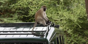 Tourisme : comment éviter les conflits avec les singes ?