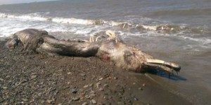 Uné étrange créature marine s'est échouée sur une île à l'est de la Russie