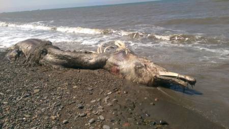 Une étrange créature marine s'est échouée sur une île à l'est de la Russie