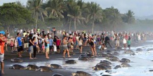Costa Rica : des centaines de touristes dérangent des tortues en train de pondre