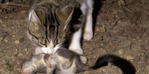 L'Australie va éradiquer 2 millions de chats sauvages