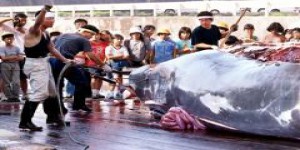 ENVIRONNEMENT • Chasse à la baleine : 'Les océans sont le dernier grand champ de bataille' 
