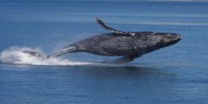 JAPON • Les dessous de l'interdiction de la chasse à la baleine