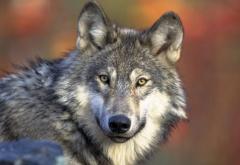 ÉTATS-UNIS • Le premier loup gris aperçu dans le Grand Canyon depuis 70 ans tué par erreur