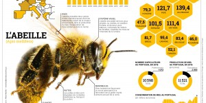 Infographie. Les abeilles, ouvrières agricoles infatigables et menacées 