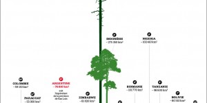 Infographie. Les quinze champions mondiaux de la déforestation