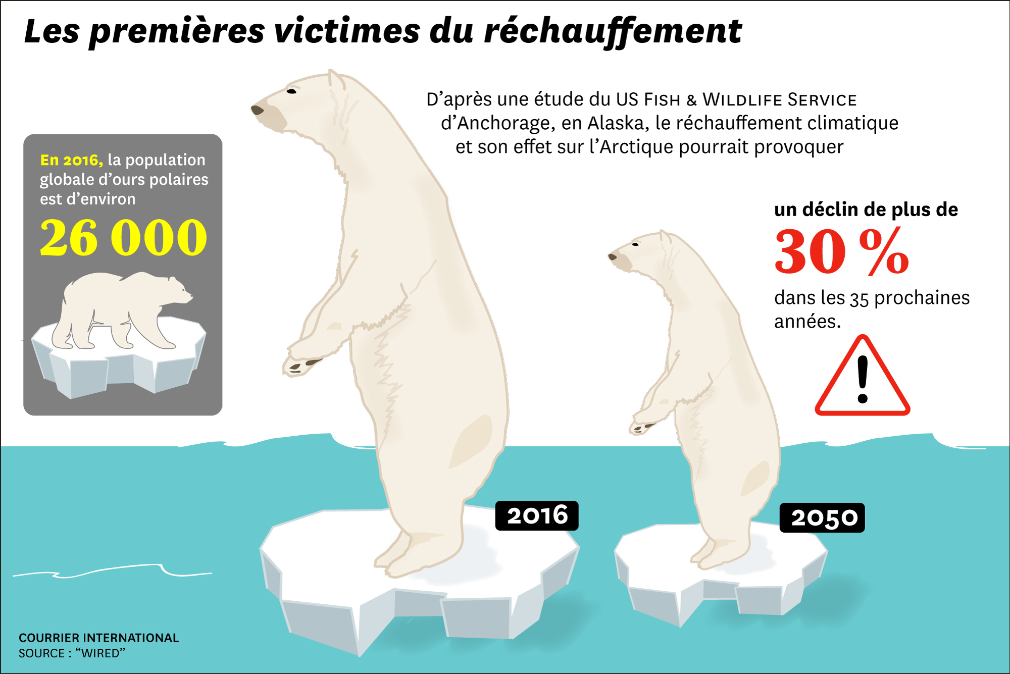 Infographie. Ours polaires en danger