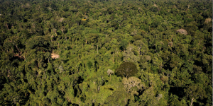 Brésil. Michel Temer s’embourbe dans le marais environnemental 